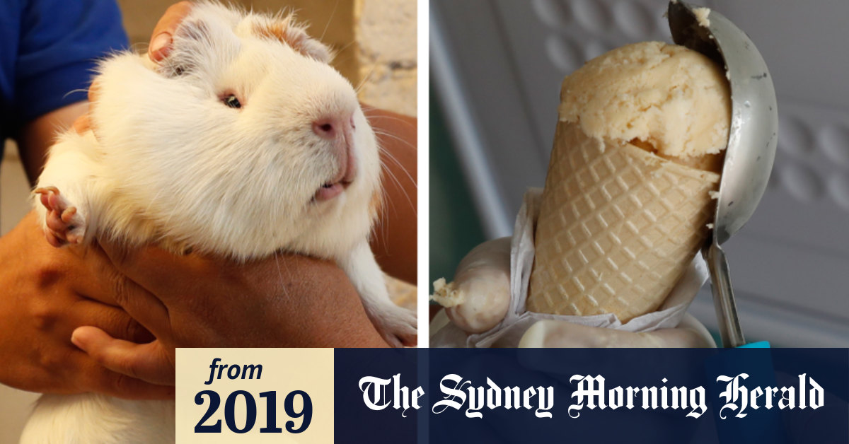 Guinea pig milk best sale